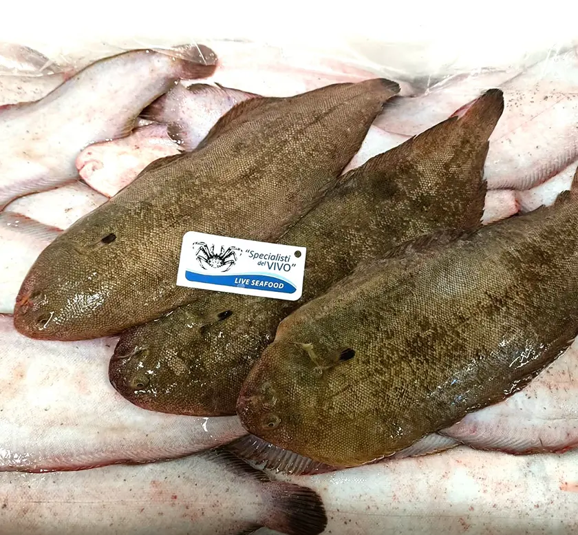 Common Sole