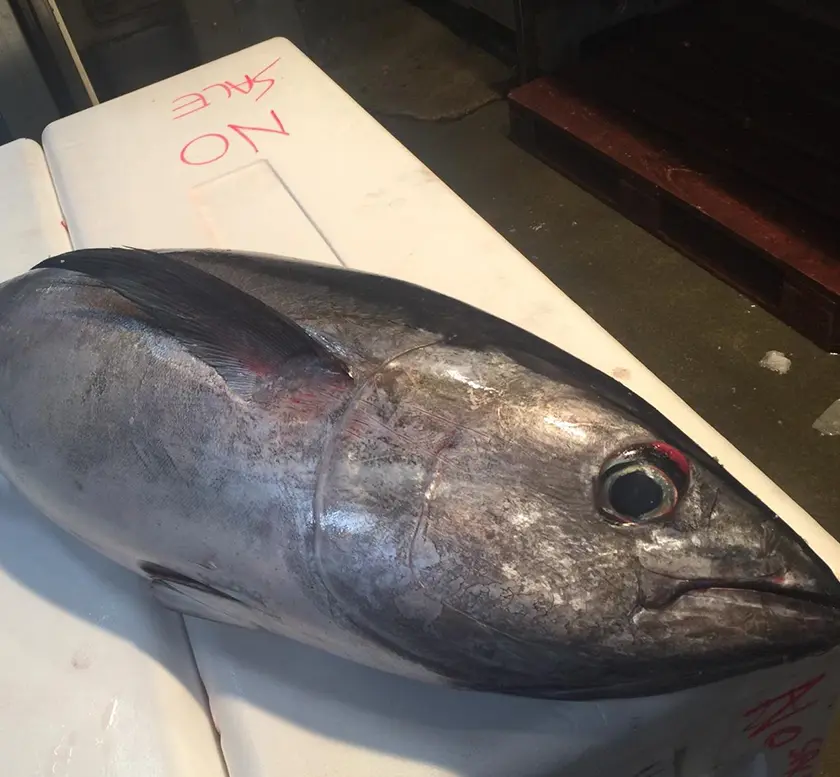 Bigeye Tuna