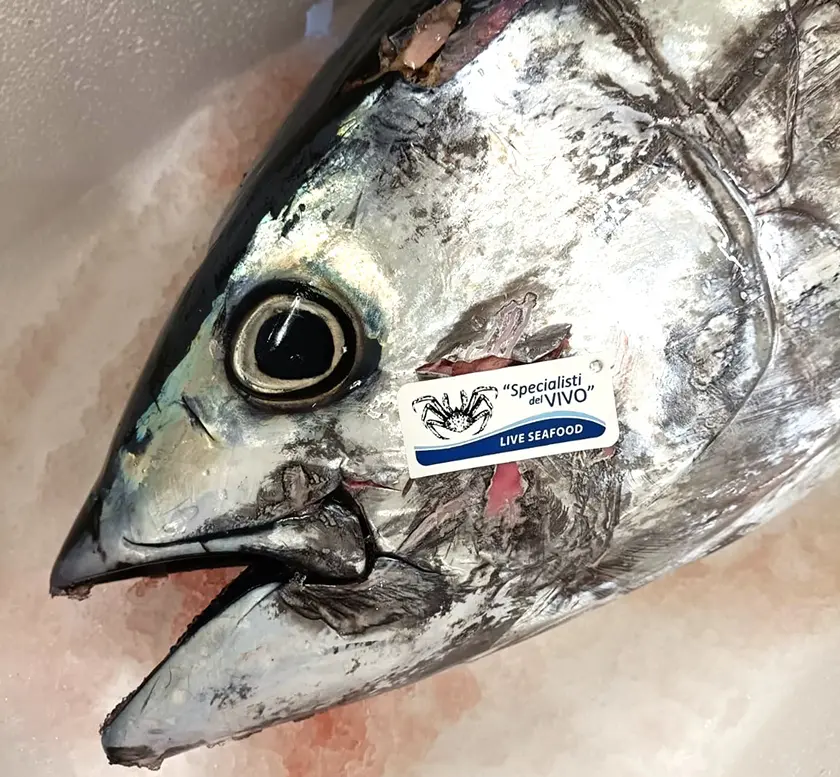 Atlantic Bluefin Tuna